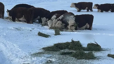 Los productores esperan que baje la nieve y puedan acceder mejor a los animales, pero el clima sigue adverso.