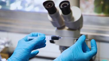 Los veterinarios podrán realizar el test de diagnóstico de tristeza bovina sin necesidad de equipamiento sofisticado.