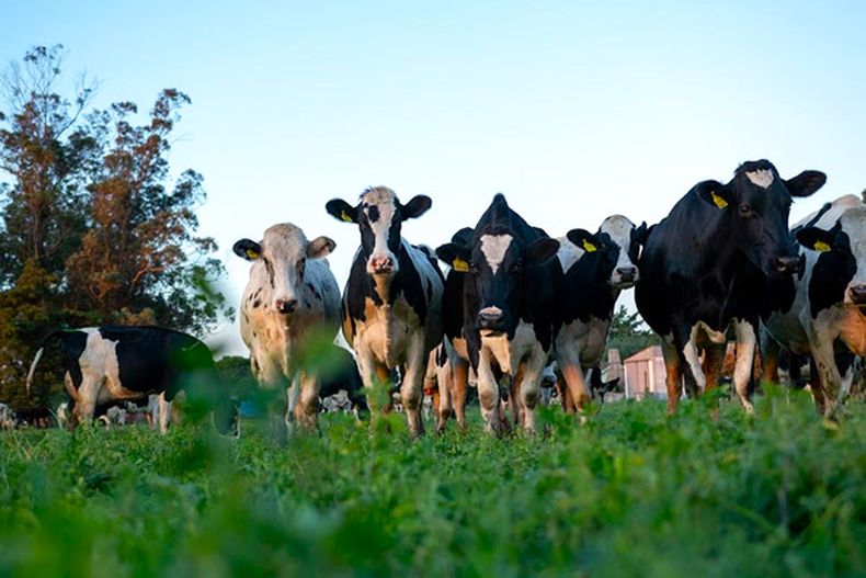 Lechería. El estudio analizó datos de más de 200.000 animales en zonas endémicas de DVB.