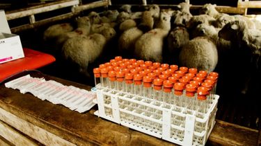 Según Senasa, la Argentina ostenta óptimas condiciones zoosanitarias respecto a las diversas enfermedades animales.