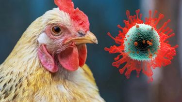 La influenza aviar es una enfermedad zoonótica. Ya ingresó al país a través del Chaco.