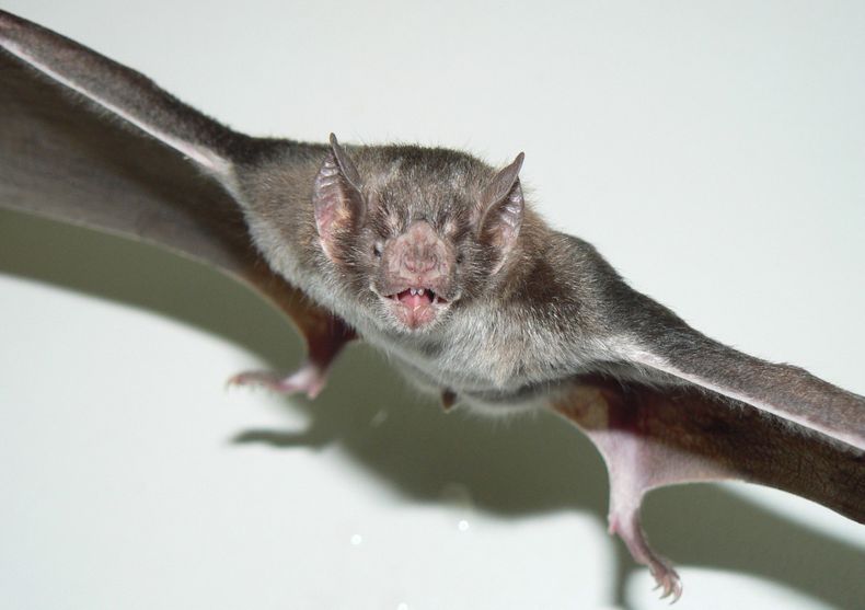 La rabia paresiante es causada por el virus rábico transmitido por el vampiro común Desmodus rotundus.