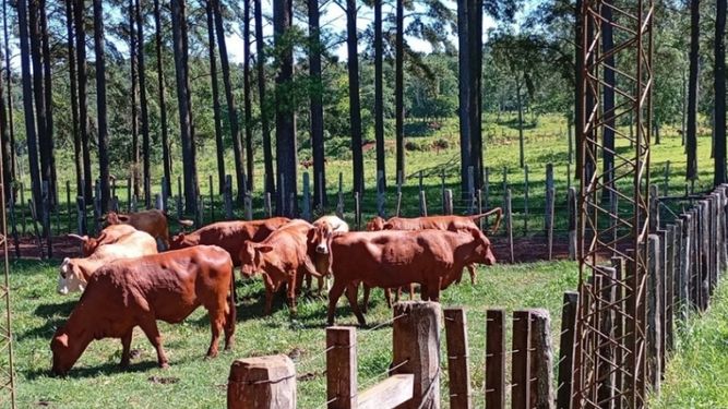 Diagnóstico, manejo y control: claves frente a esta amenaza silenciosa en bovinos.