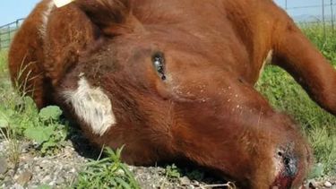 Carbunclo. Los bovinos sangran por todos sus orificios naturales y caen como moscas.
