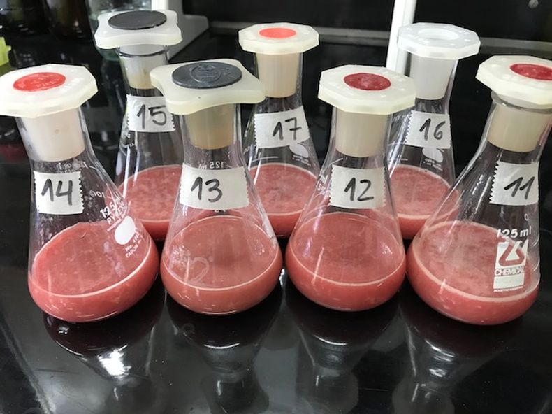 Desde el INTA Castelar evaluaron el potencial antioxidante del pulmón de bovinos.