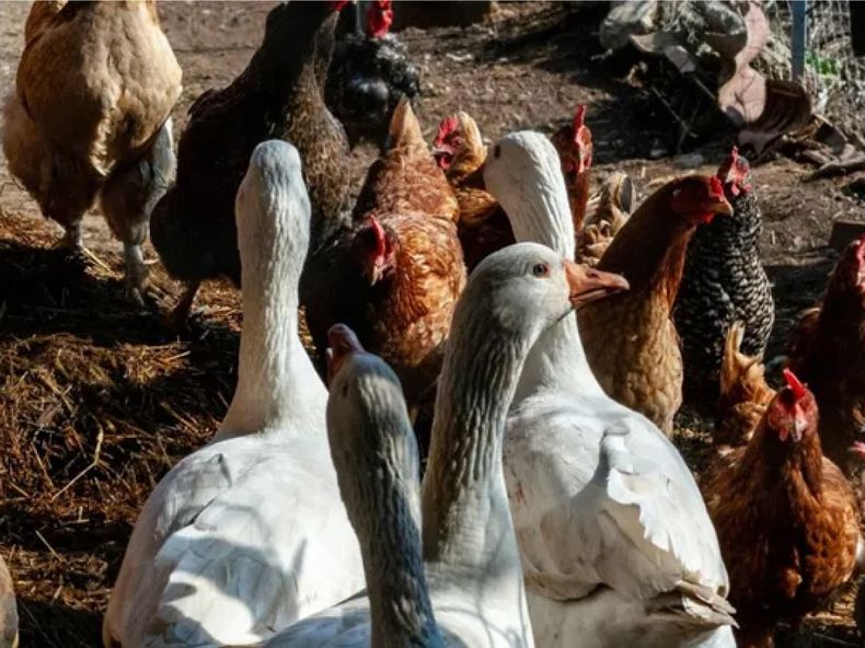 El brote de influenza aviar se detectó en animales de traspatio.