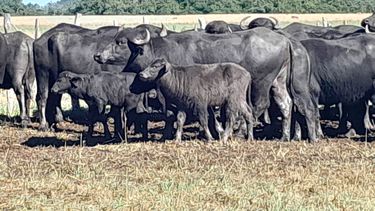 Muchas reglamentaciones de Senasa incluyen a los búfalos dentro de sus planes sanitarios.