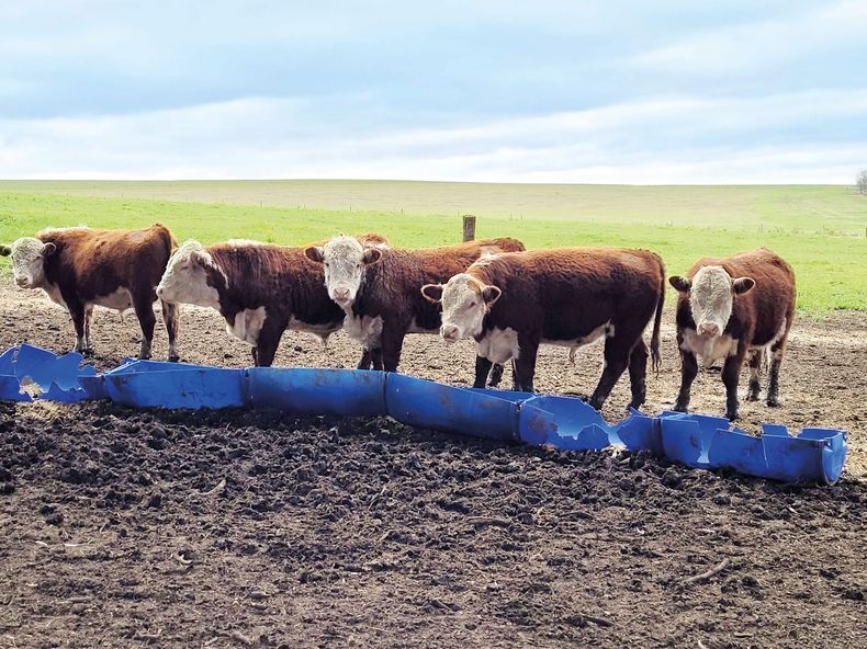 Queda mucho por mejorar en la producción ganadera: las buenas expectativas vienen de la mano de la situación climática.