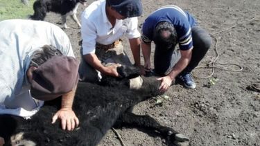 Combate de garrapata bovina: sanidad y residuos en ganadería.