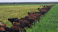 Riego y recría bovina en la integración agrícola-ganadera del NOA.