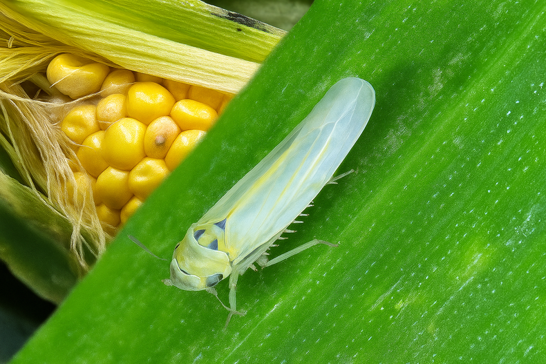 Evolución del maíz: nuevos escenarios, viejos enemigos.