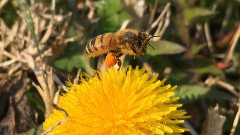 La Mesa Estratégica Apícola proporcionará una visión integral de la apicultura.
