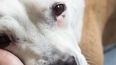 La salud urinaria protege el bienestar del perro.