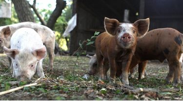 “Es necesario capacitar en cómo detectar lasdiarreas en porcinos y cómo arribar al diagnóstico