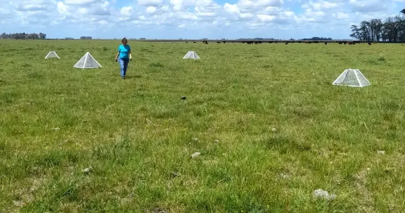Ganadería en alerta por el impacto de la festucosis.