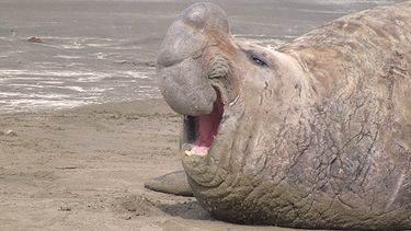 Influenza aviar. El episodio de mortalidad masiva de elefantes marinos en 2023 marcó un cambio notable para la población.&nbsp;