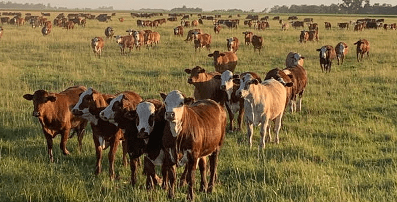 La ganadería argentina explora su potencial para mitigar la huella de carbono en sistemas mixtos.