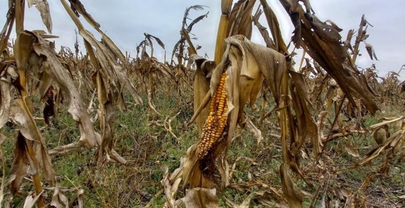 Los productores de maíz tuvieron una campaña para el olvido a raíz del flagelo de la chicharrita.