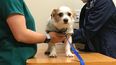Oncología veterinaria: nuevas herramientas para mejorar la calidad de vida canina.