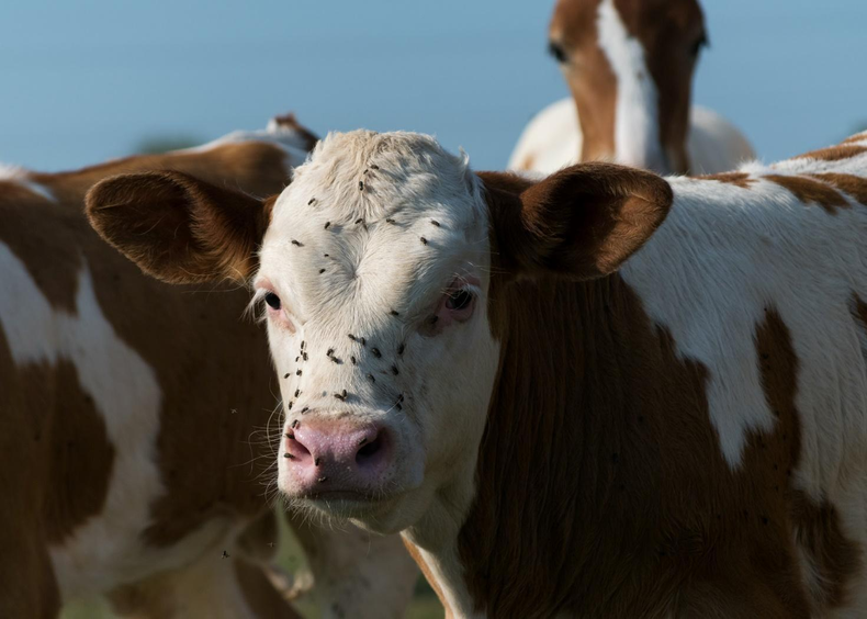 La tripanosomiasis es una enfermedad de difícil diagnóstico en bovinos.