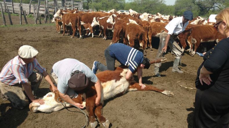 Diagnóstico y rotación claves ante un problema de garrapata bovina.&nbsp;
