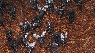 La mosca de los cuernos es una plaga persistente que impacta la ganadería bovina, requiriendo estrategias de manejo efectivas para la sanidad animal.
