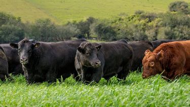 La mejora continua en genética bovina impulsa la calidad de la carne y la rentabilidad del sector ganadero.