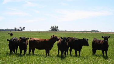 Senasa recomienda a los ganaderos incorporar al calendario anual la vacunación contra la rabia paresiante.
