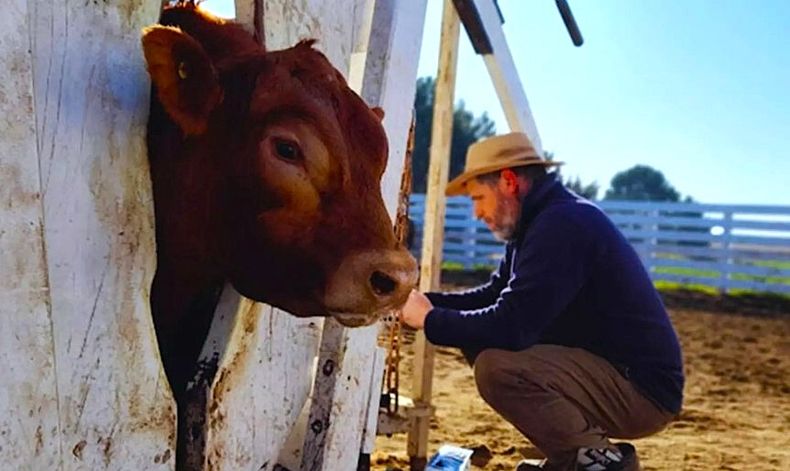 Limangus. El estudio permitió establecer un protocolo de selección y manejo.