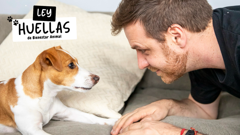 El diputado porteño Emmanuel Ferrario impulsa un paquete de normas para el bienestar animal.