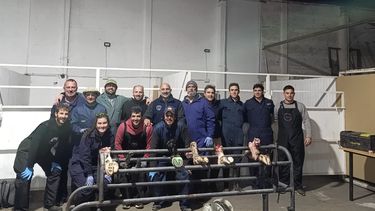 La podología bovina avanza hacia nuevos estándares de prevención y manejo sanitario.
