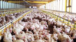 Producción sustentable: exigencias de la UE para granjas avícolas y porcinas.