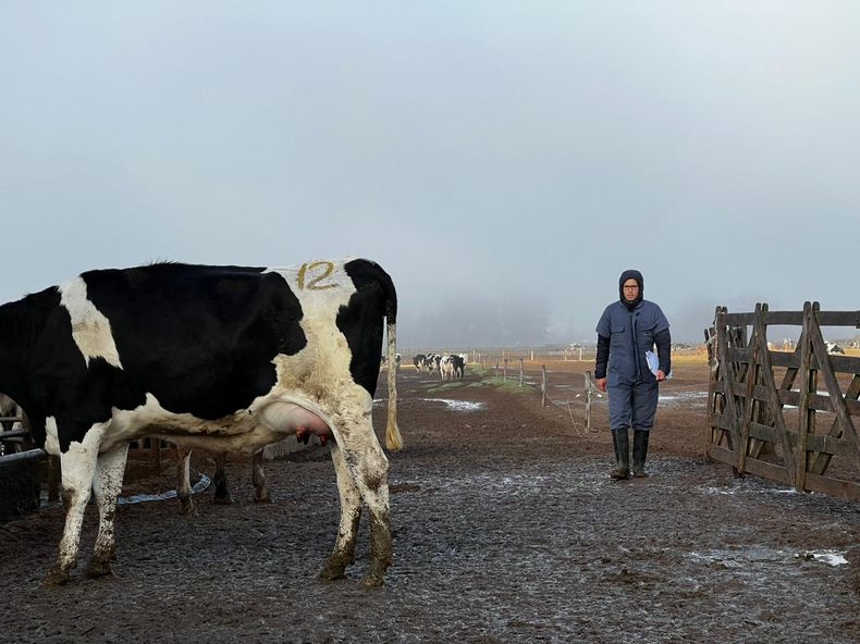 El clima tiene un rol determinante en la presencia de mastitis en rodeos lecheros.