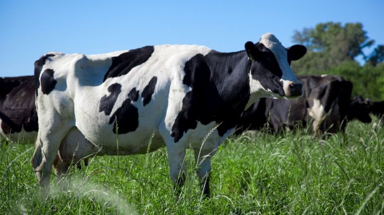 APROCAL reconoce a los mejores tambos.