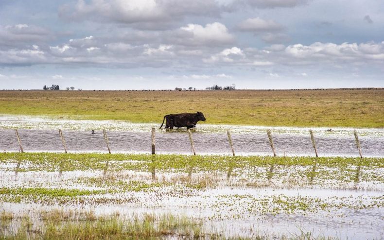 18 04 2016 CRER Recomendaciones para prevenir zoonosis.jpg