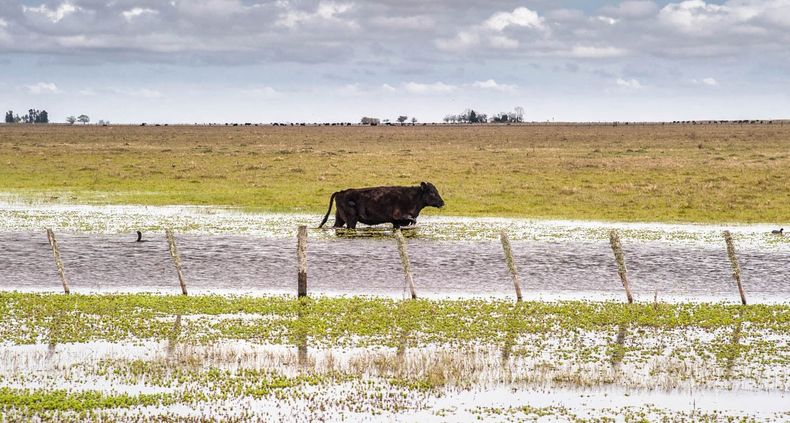 Crisis hídrica. Las medidas del Senasa podrían extenderse a otras provincias o regiones.