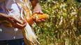 Maíz Bautista INTA: nueva variedad para agricultura y alimentación animal.