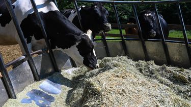 La rentabilidad del tambo se ve desafiada por el aumento de costos, medidos en litros de leche, en un contexto de fluctuaciones económicas.