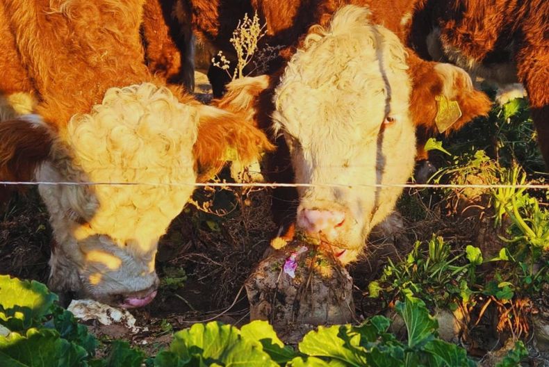Alimentación animal: remolacha forrajera, INTA y novillos en invierno.