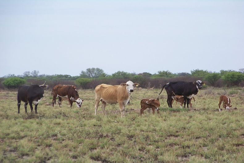 vaca1.jpg