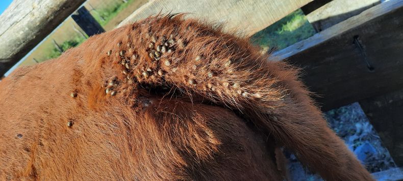 La garrapata bovina es una restricción a la productividad ganadera produciendo severas pérdidas económicas.