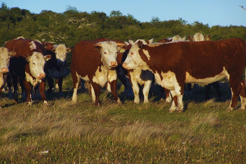El INTA impulsa la Producción sustentable en sistemas silvopastoriles.