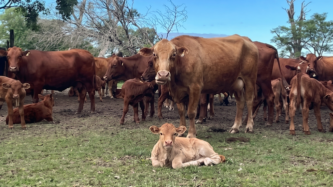 Lote de vacas y terneros del Establecimiento El Cambacito, donde se realiza la investigación.