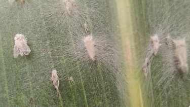 Manejo. Aapresid remarcó que los bioinsumos no reemplazan a los químicos, sino que los complementan.