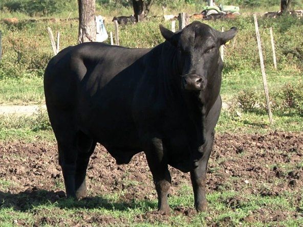 Cada toro sano, un paso más hacia rodeos más eficientes.