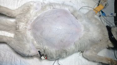 Felinos. Un caso con hidatidosis evidencia riesgo sanitario en la región patagónica.