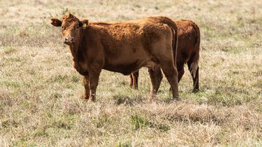 CDV invirtió U$S 5 millones en ofrecer la vacuna de brucelosis bovina al mercado local.