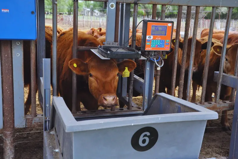 Estos comederos inteligentes están diseñados para medir de manera precisa el consumo individual de alimentos.&nbsp;