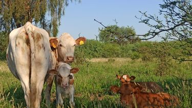 La capacitación del&nbsp;INTA Balcarce tendrá su parte teórica como práctica.