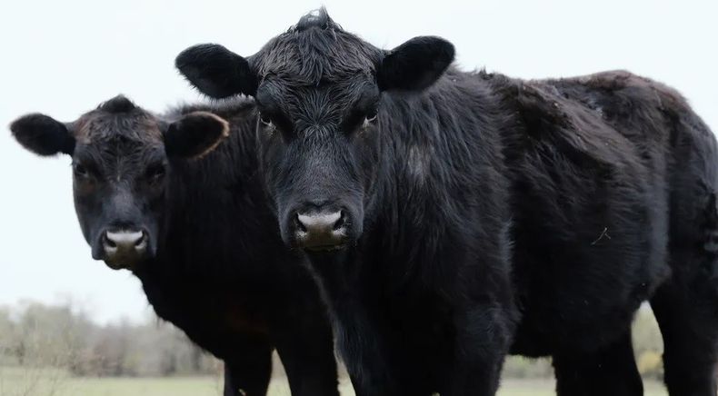 La sostenibilidad esun pilar fundamental en la gestión ganadera de CREA.
